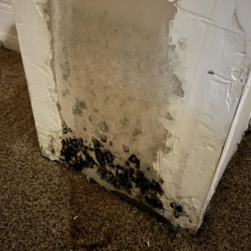 Professional Mold Removal in Lowesville, NC